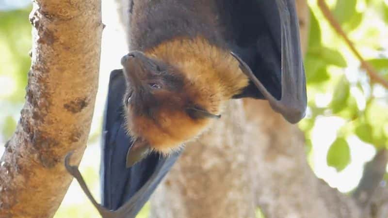 ¼Ƭͻƣ״ܹ Breakthrough: Coronavirus Don't Blame Bats1080P-Ļ/Ļ