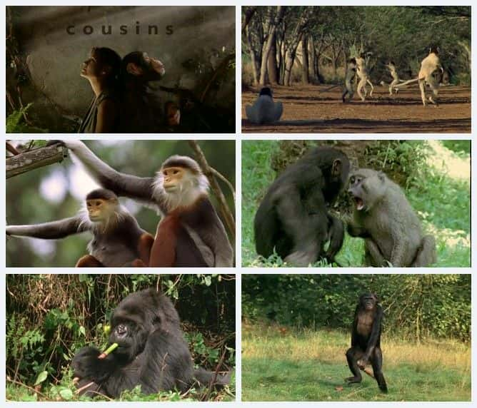 ¼Ƭףǵ鳤 Cousins: Our Primate Relativesȫ3-Ļ/Ļ