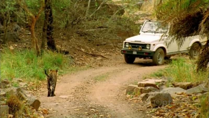 ¼Ƭβϻó Broken Tail: A Tiger's Last JourneyĻ/Ļ