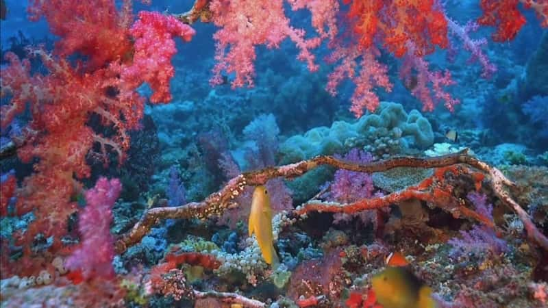 ¼Ƭɺ̽ Coral Reef Adventureȫ1-Ļ/Ļ