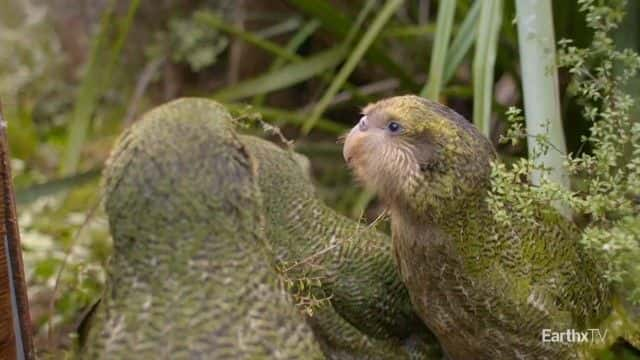 ¼Ƭ^ Deidre and the Kakapo1080Pȫ1-Ļ/Ļ