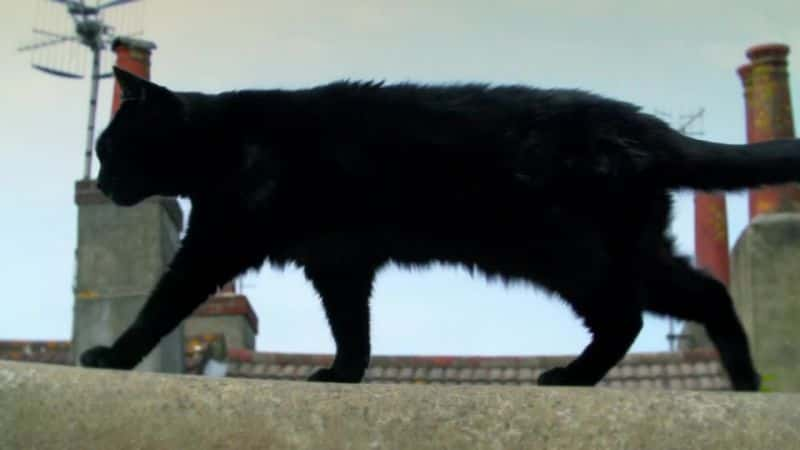 ¼Ƭè۲죨BBC Cat Watch (BBC)ȫ3-Ļ/Ļ