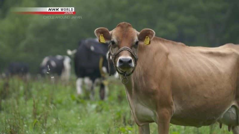 ¼Ƭгձϲļ Cycle Around Japan Southern Hokkaido: A Perfect Summer Rideȫ1-Ļ/Ļ