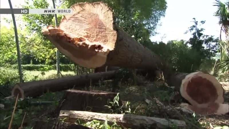 ¼Ƭʧȥӻľ Decontamination: Losing the Sheltering TreesĻ/Ļ