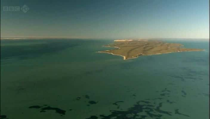 ¼Ƭĺ The Dolphins of Shark Bay720Pȫ1-Ļ/Ļ