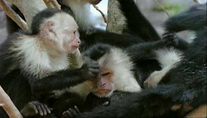 ¼Ƭβ֮ Capuchins, the Monkey PuzzleĻ/Ļ