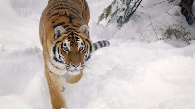 ¼ƬèƶһĶ Big Cats: An Amazing Animal FamilyĻ/Ļ