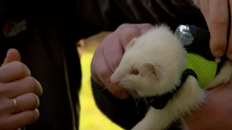 ¼ƬѨˣ¶ The Burrowers: Animals Undergroundȫ3-Ļ/Ļ