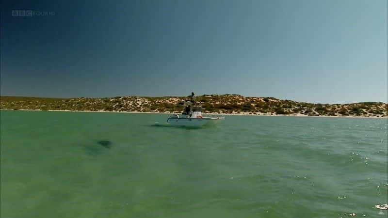 ¼Ƭĺ (BBC 1080p) The Dolphins of Shark Bay (BBC 1080p)1080Pȫ1-Ļ/Ļ