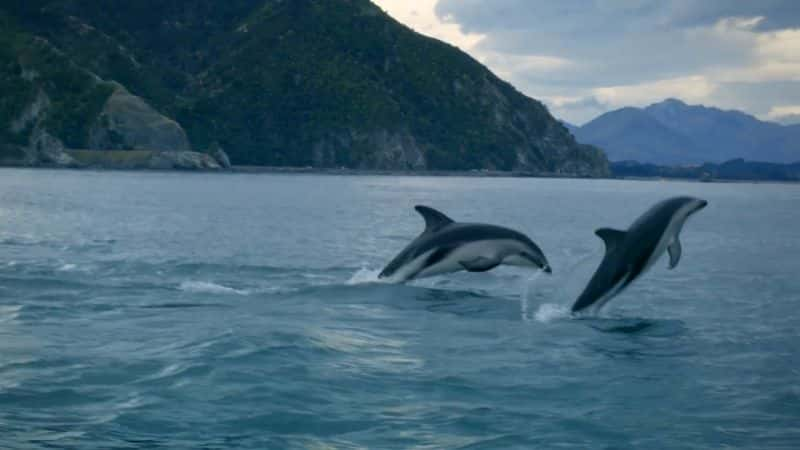 ¼Ƭ뺣Ի Conversations with Dolphins1080P-Ļ/Ļ