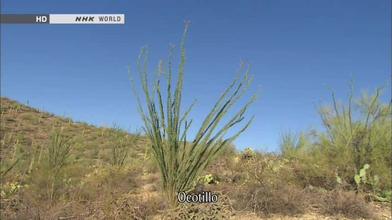 ¼ƬҰƣŵɳĮ Biggest and Wildest Cacti: The Sonoran DesertĻ/Ļ