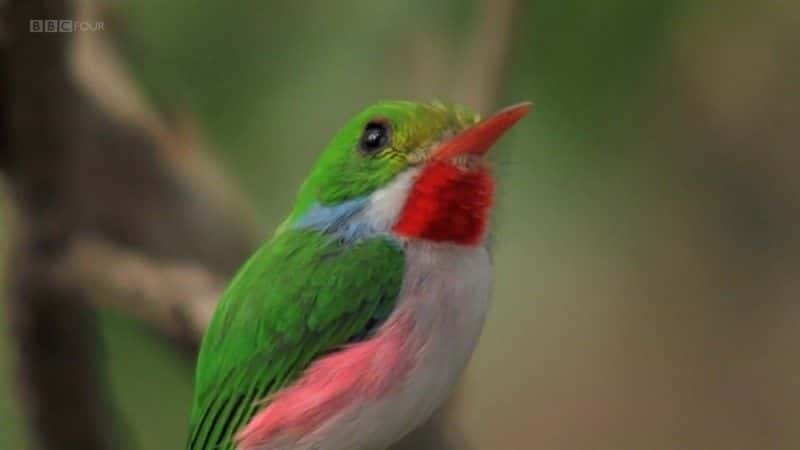 ¼ƬŰͣձȺĿҰ (BBC) Cuba: Wild Island of the Caribbean (BBC)ȫ1-Ļ/Ļ