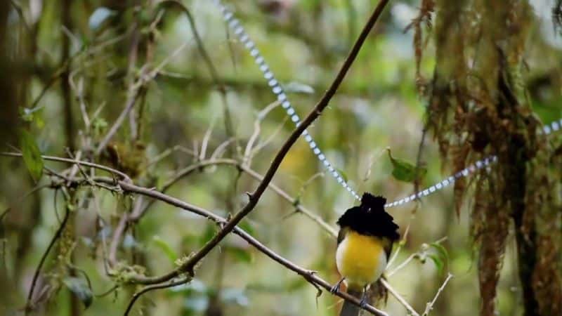 纪录片《天堂鸟：终极任务 (BBC) Birds of Paradise: The Ultimate Quest (BBC)》[无字][BT][DVD]资源下载