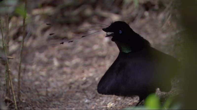 纪录片《天堂鸟：终极任务 (BBC) Birds of Paradise: The Ultimate Quest (BBC)》[无字][BT][DVD]资源下载