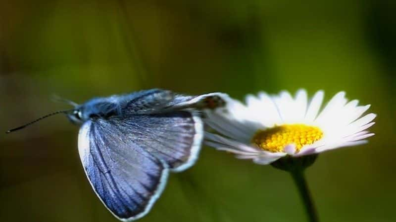 ¼ƬӢ˵ĳ (BBC) Butterflies: A Very British Obsession (BBC)1080Pȫ1-Ļ/Ļ