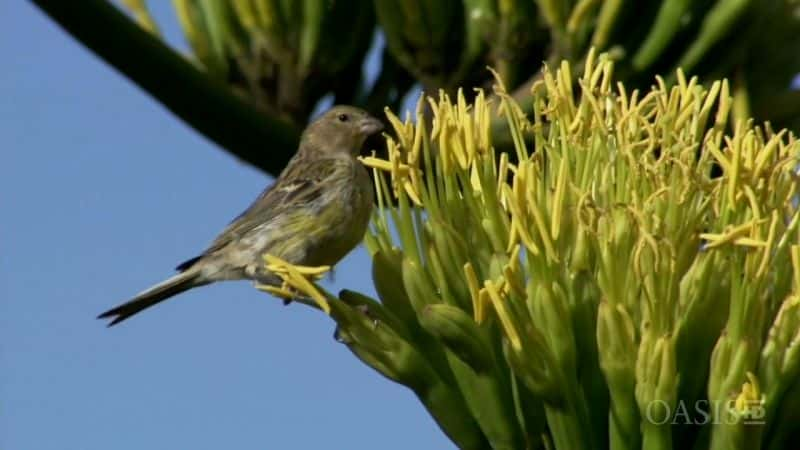 纪录片《加那利群岛：生物多样性堡垒 Canary Islands: Biodiversity Redoubts》[无字] [BT][DVD画质]资源下载