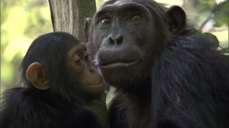 ¼ƬʧϿȵĺ (BBC) Chimps of the Lost Gorge (BBC)1080Pȫ1-Ļ/Ļ