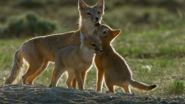 纪录片《野外的狗：认识家人 Dogs in the Wild: Meet the Family》[无字][BT][720P]资源下载