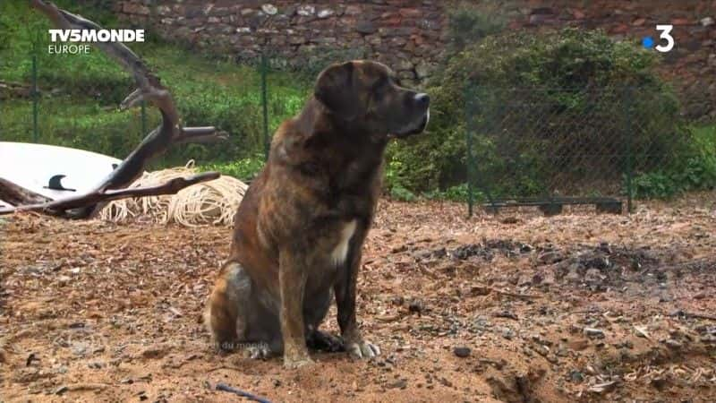 ¼Ƭ¼ᷨ De Girolata a Bonifacioȫ1-Ļ/Ļ