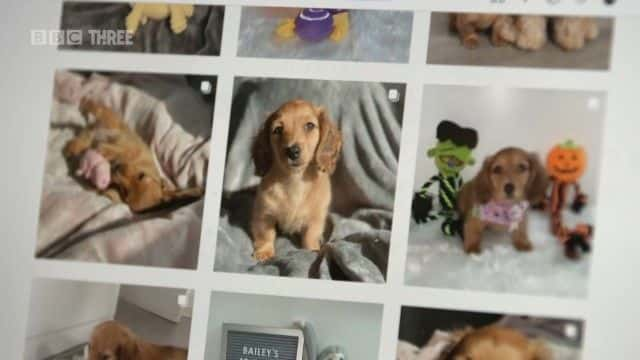 ¼ƬӢСȳ Britain's Puppy Boom1080Pȫ1-Ļ/Ļ