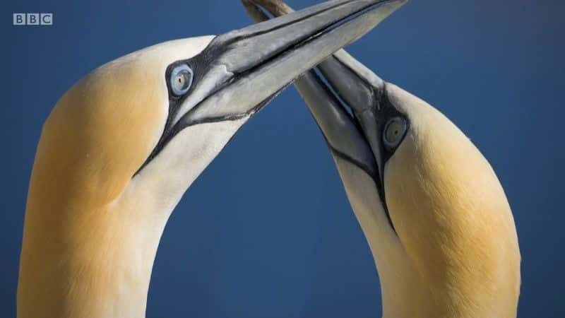 纪录片《2019 年英国蓝色星球 Blue Planet UK 2019》[无字][BT][1080P][标清]双画质资源下载