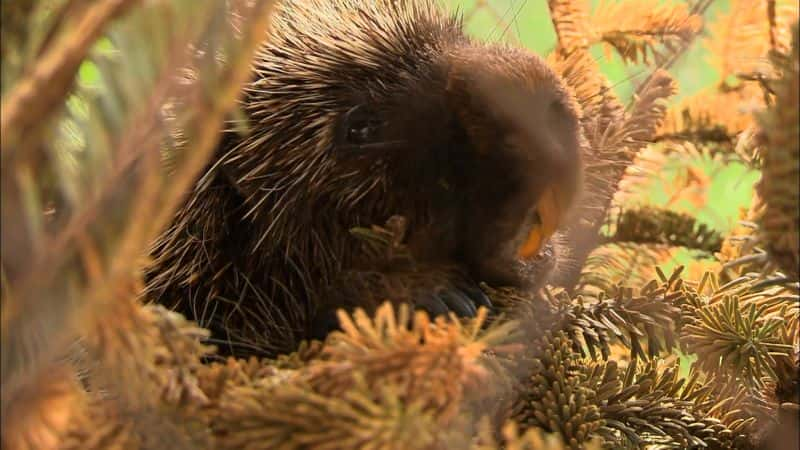 ¼ƬҰԮϵ 1 City Wildlife Rescue: Series 11080P-Ļ/Ļ