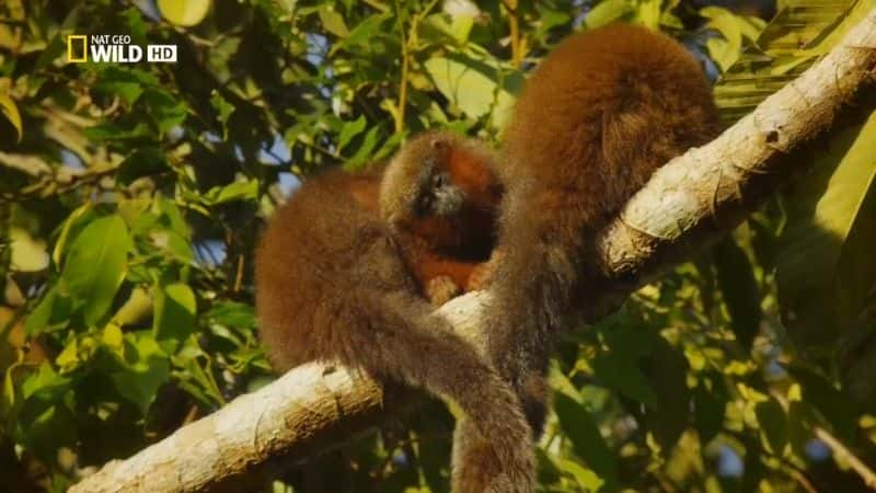 纪录片《野生目的地：哥伦比亚 Destination Wild: Colombia》[无字][BT][720P]资源下载