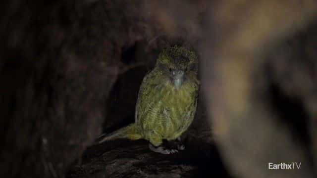 ¼Ƭ^ Deidre and the Kakapo1080Pȫ1-Ļ/Ļ