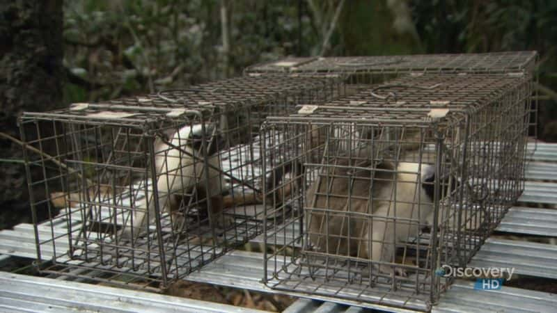 纪录片《巴西：拯救狨猴 Brazil: Saving the Tamarin》[无字] [BT][DVD画质]资源下载