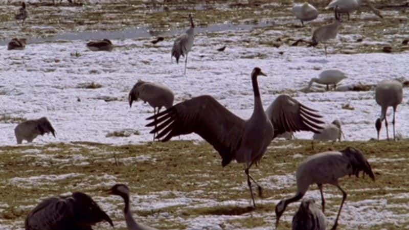 ¼Ƭĺ Dancing Cranes of SwedenĻ/Ļ