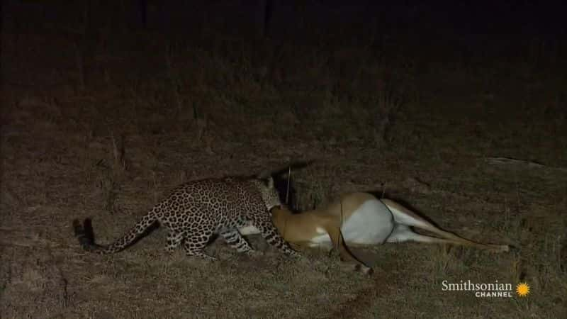 ¼ƬɵĴèƶ Big Cats of the SavannahĻ/Ļ