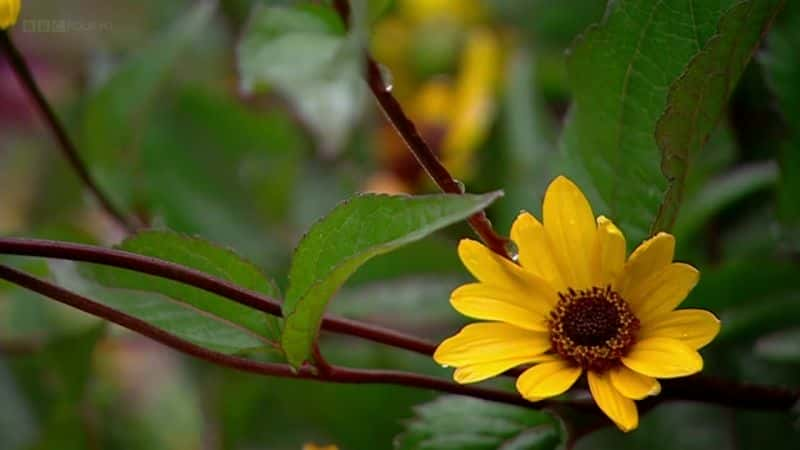 纪录片《植物学：蓬勃发展的历史 Botany: A Blooming History》[无字][BT][720P]资源下载