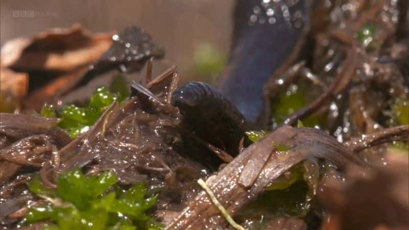 ¼ƬӢʧˮ Britain's Lost Waterlandsȫ1-Ļ/Ļ