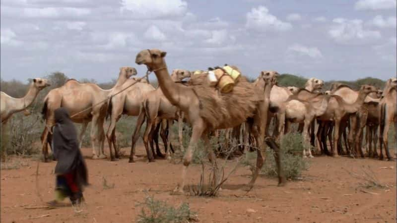 ¼Ƭ鼮񳵣ǵƶͼ Caravan of the Books: Kenya's Mobile Camel Library1080P-Ļ/Ļ