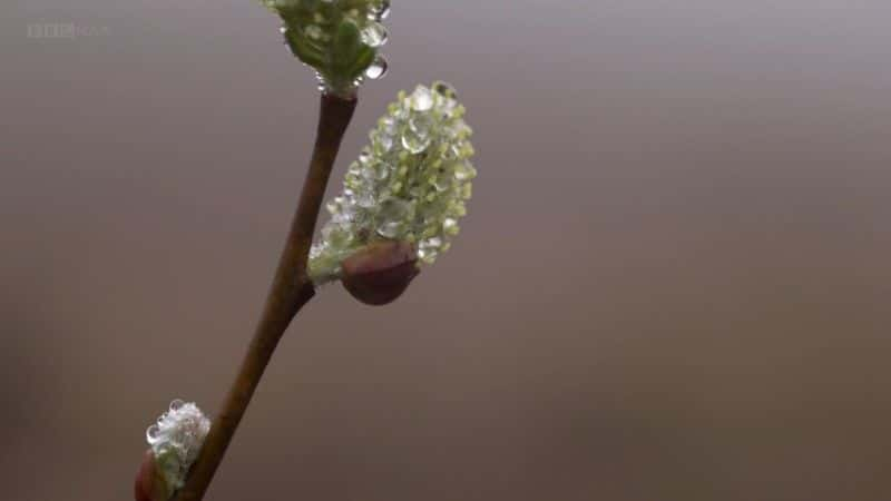 ¼Ƭϳţ (BBC) Dawn Chorus: The Sounds of Spring (BBC)2560Pȫ1-Ļ/Ļ