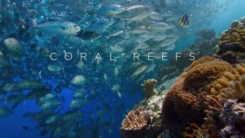 ¼Ƭɫ II  3 ֣ɺ Blue Planet II Part 3: Coral ReefsĻ/Ļ