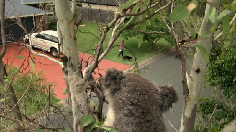 ¼Ƭƽ⿼ Cracking the Koala CodeĻ/Ļ