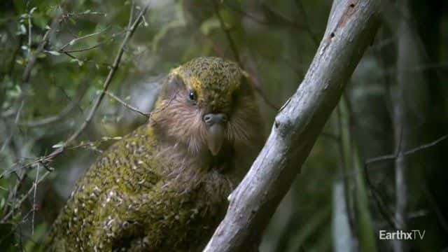 纪录片《黛德丽和鸮鹦鹉 Deidre and the Kakapo》[无字][BT][720P]资源下载