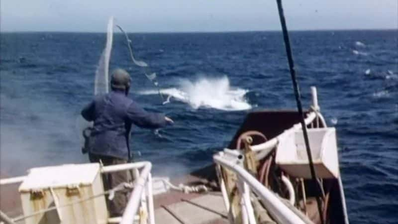 ¼ƬӢľˣΪ֪Ĺ (BBC) Britain's Whale Hunters: The Untold Story (BBC)1080Pȫ2-Ļ/Ļ