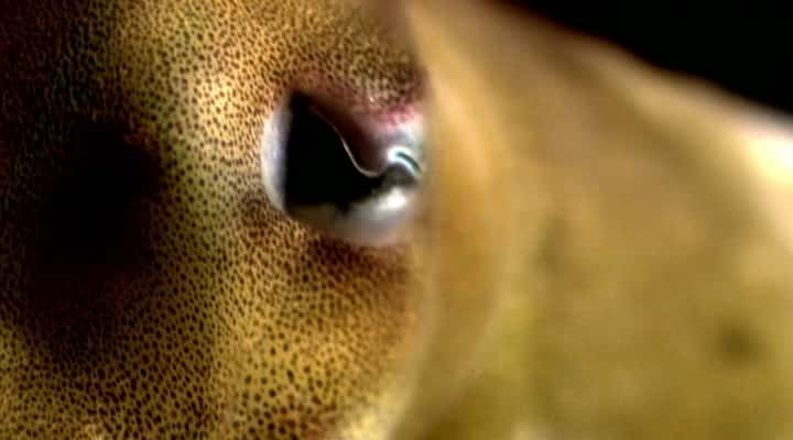 ¼Ƭī㣺һȺ Cuttlefish: The Brainy BunchĻ/Ļ