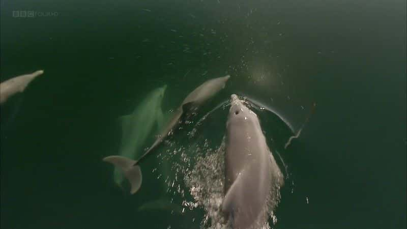 ¼Ƭĺ (BBC 1080p) The Dolphins of Shark Bay (BBC 1080p)1080Pȫ1-Ļ/Ļ