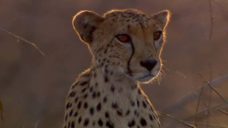 ¼ƬԱٳɳ (BBC 1080p) Cheetahs: Growing Up Fast (BBC 1080p)1080Pȫ1-Ļ/Ļ