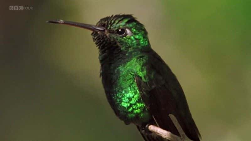 ¼ƬŰͣձȺĿҰ (BBC) Cuba: Wild Island of the Caribbean (BBC)ȫ1-Ļ/Ļ