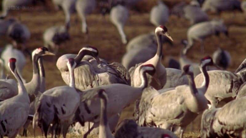 ¼Ƭĺ Dancing Cranes of SwedenĻ/Ļ