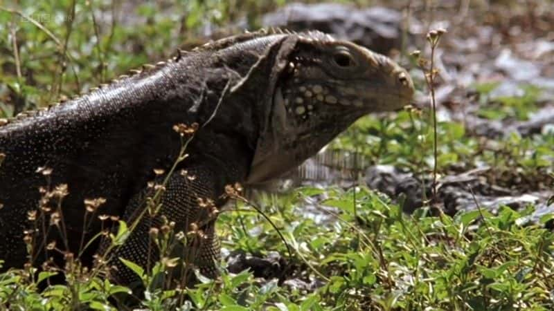 ¼ƬŰͣձȺĿҰ (BBC) Cuba: Wild Island of the Caribbean (BBC)ȫ1-Ļ/Ļ