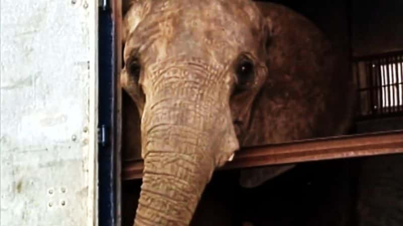 ¼ƬϷŴֱײ Circus Elephant RampageĻ/Ļ