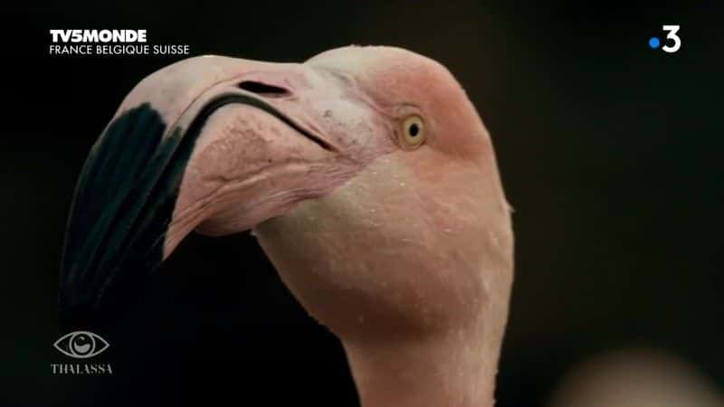 ¼Ƭ˹ les peuples des lagunes Camargue, Venise: les peuples des lagunesȫ1-Ļ/Ļ