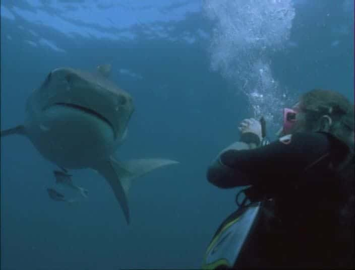 ¼Ƭţ -  Bull Shark - World's Deadliest SharkĻ/Ļ