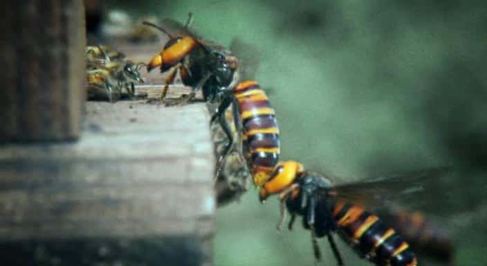 ¼Ƭӡ۷ʹƷŮ Buddha, Bees and the Giant Hornet QueenĻ/Ļ