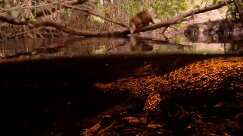 ¼ƬŰͣ Cuba: A Paradise on the Brink1080P-Ļ/Ļ